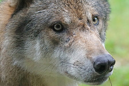 close up photography of wolf thumbnail