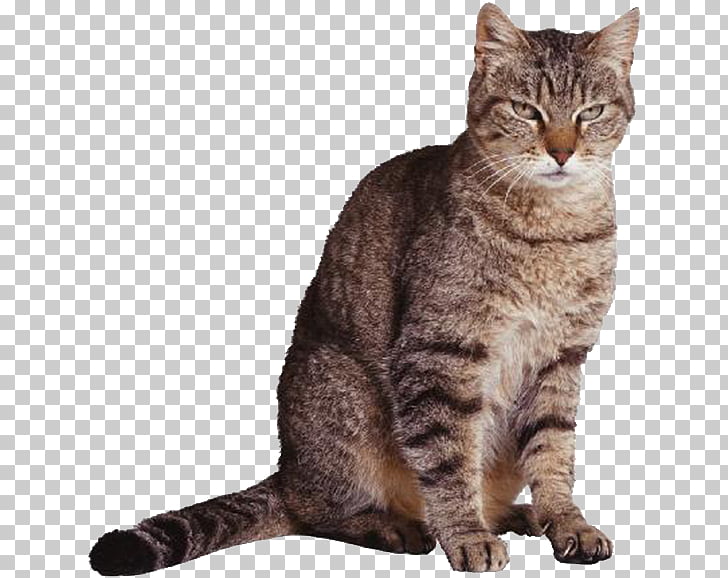 Scottish Fold Your Talking Cat Kitten Cougar Felidae Gray Kitten
