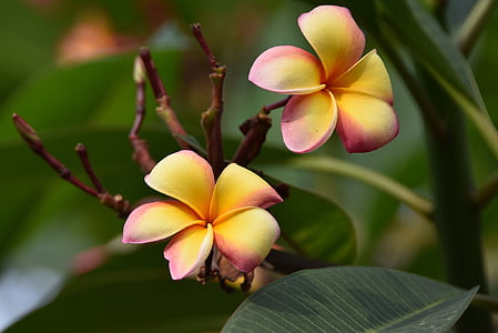 close-up photography of yellow-and-pink petaled flowers thumbnail