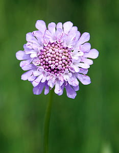 closeup photography of purple petaled flower in bloom thumbnail