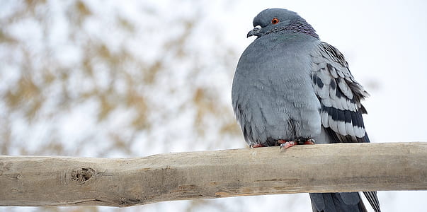 gray pigeon on twig thumbnail