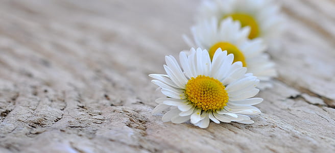 selective focus photography of white daisy flower thumbnail