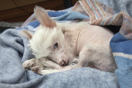 small short-coated white dog laying on blue fabric thumbnail
