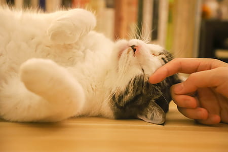Person Touching A Cat thumbnail