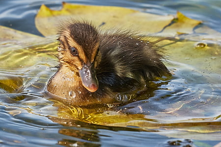 brown duck in body of water thumbnail