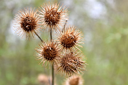 close up photography of thorny flowers at daytime thumbnail