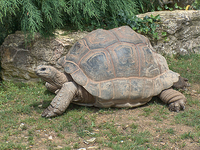 gray and brown tortoise walking on grass field thumbnail