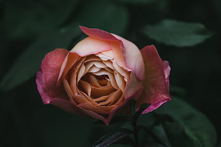 shallow focus of pink rose thumbnail