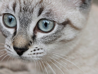 grey cat thumbnail