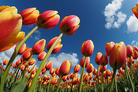 field of tulips thumbnail