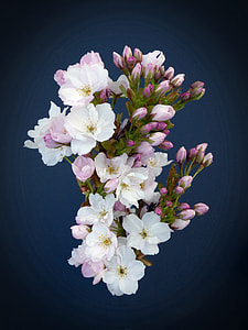 Column Cherry, Japanese Cherry Trees thumbnail