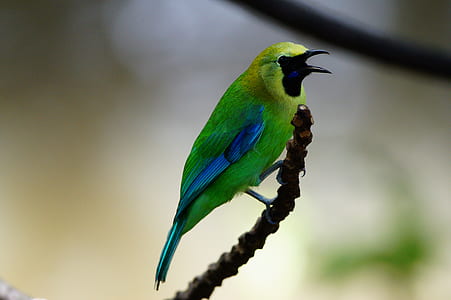green and blue bird on brown twigs in selective focus photography thumbnail