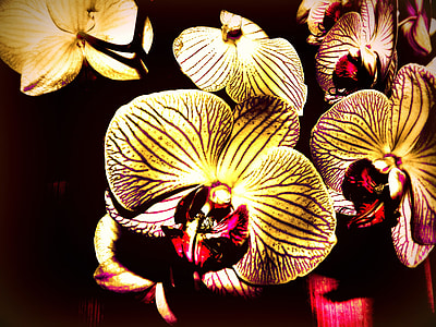 The Phalaenopsis Orchid, Creative thumbnail