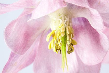 selective focus photography of pink petaled flower thumbnail