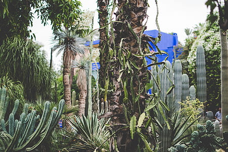 assorted plants on garden thumbnail