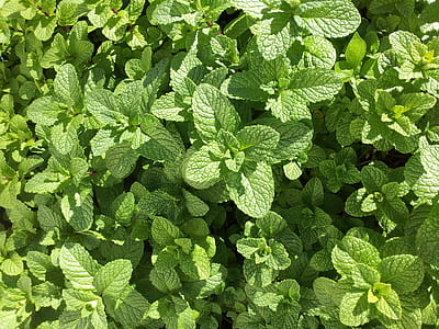 green plant thumbnail