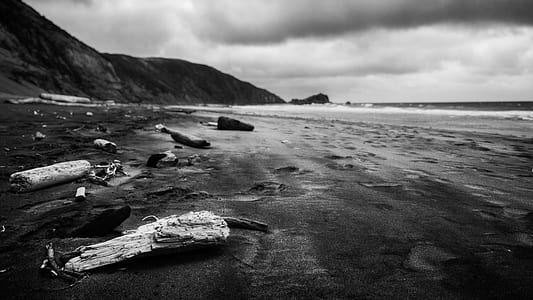 grayscale photo of driftwood on shore thumbnail