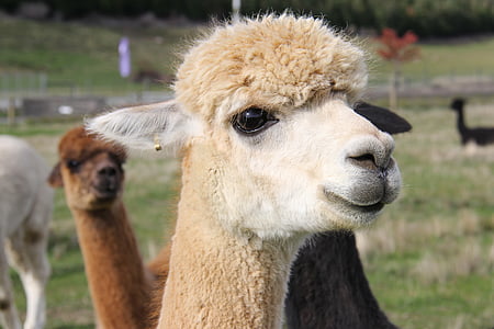beige animal on outdoor thumbnail
