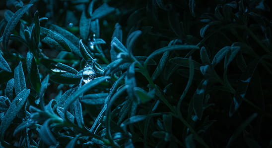 Macro Photography of Blue-leaf Plant thumbnail
