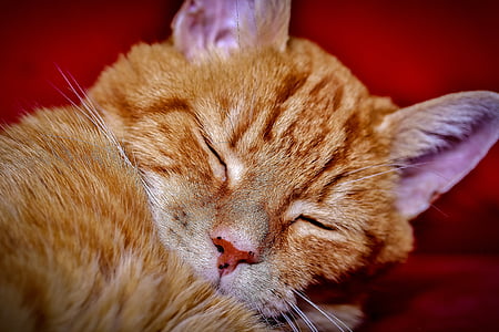 orange tabby kitten thumbnail