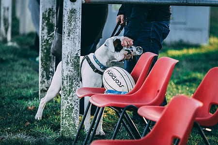 short-coated white dog drinking from glass cup thumbnail