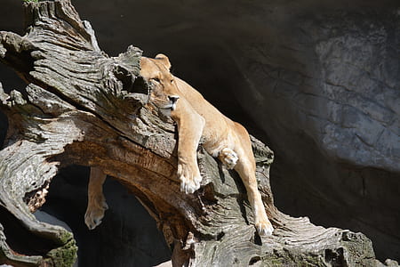 brown tiger on gray tree trunk during daytime thumbnail