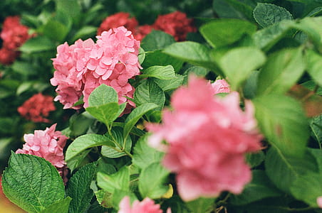 selective focus photography of pink cluster petaled flowers thumbnail