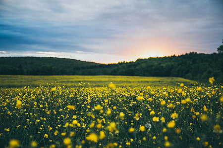 selective focus photography of yellow petaled flower thumbnail