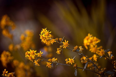 orange petaled flowers thumbnail