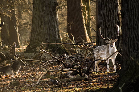 buck on trees thumbnail