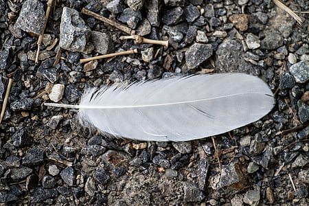white feather on gray pebbles thumbnail