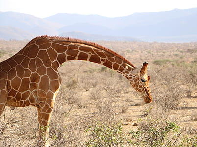 giraffe eating leaf from plant thumbnail