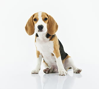 Beagle Puppy thumbnail