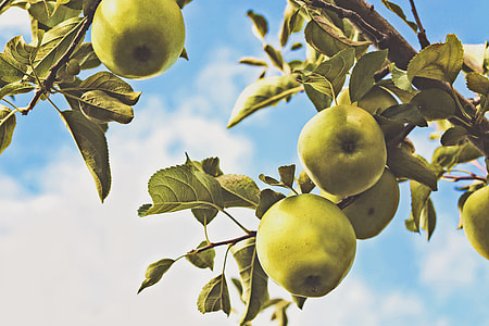 round green fruits thumbnail