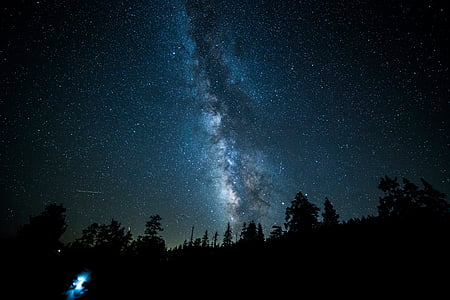 silhouette of pine trees during night time thumbnail