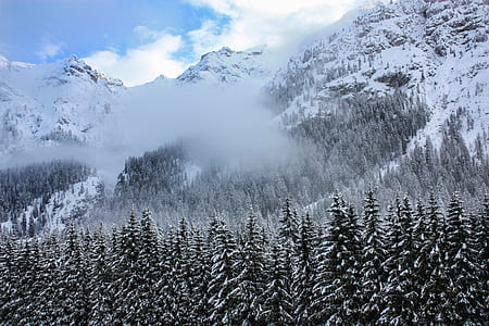 green pine trees on hill at daytime thumbnail