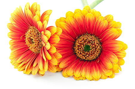 red-and-yellow daisy flowers thumbnail