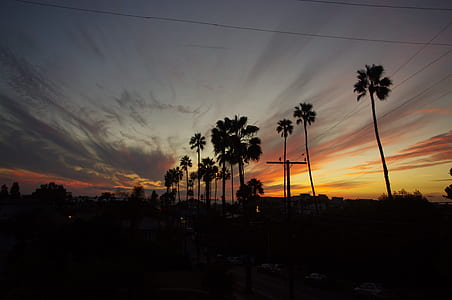 silhouette of palm trees thumbnail