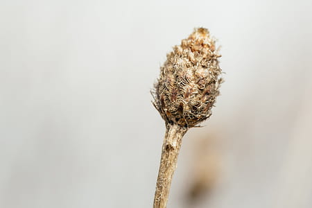 Close up of a dried up gray and beige wild flower thumbnail