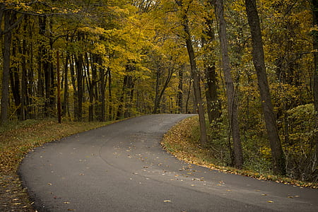 black concrete road between high trees at daytime thumbnail