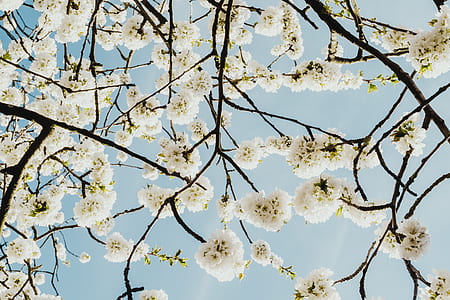 low-angle photography of white flowering tree thumbnail