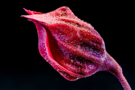 red and purple flower thumbnail