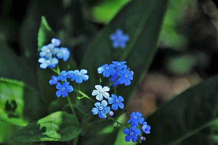 blue flowers thumbnail