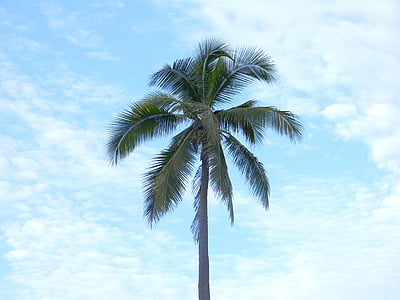 coconut tree thumbnail