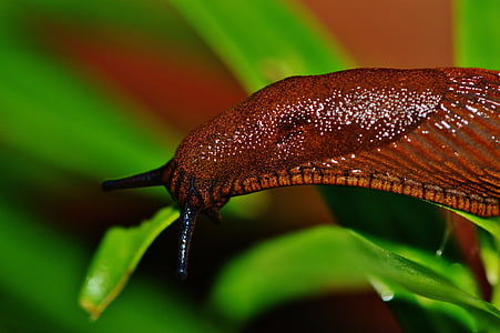 micro photography of leech thumbnail