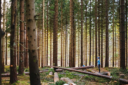 person standing in woods during daytime thumbnail