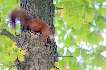 red squirrel on tree thumbnail
