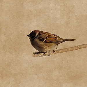 brown bird on tree trunk thumbnail