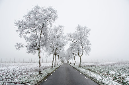 winding road between trees thumbnail
