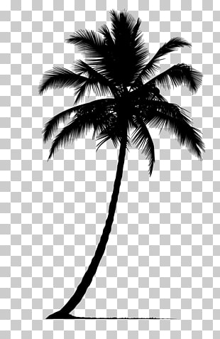 Arecaceae Silhouette Tree, Palm tree silhouette PNG clipart